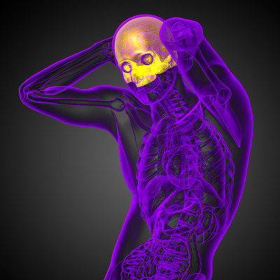 3d渲染医学插图的上颅骨