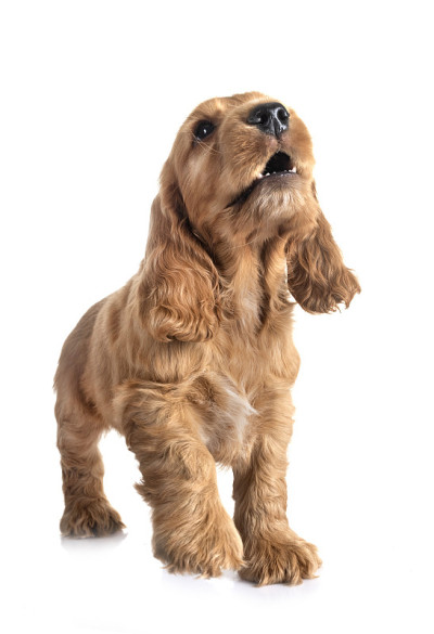 小狗可卡犬