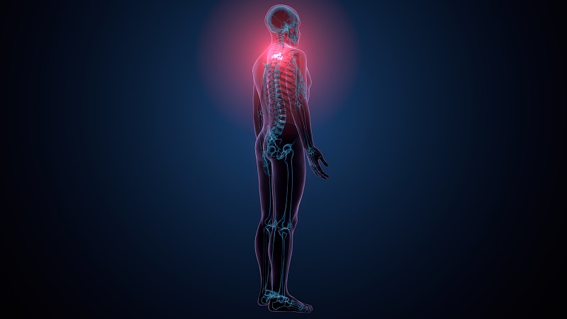人体骨骼胸椎骨解剖的3d渲染
