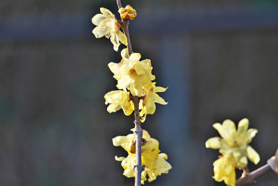 Chimonanthus praecox
