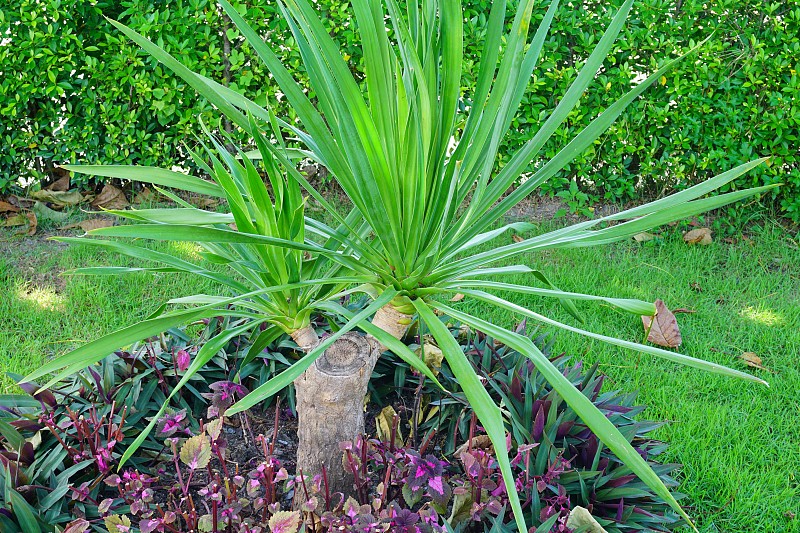 玉米种植室内植物