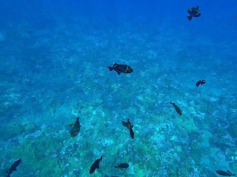 在莫洛基尼火山口浮潜