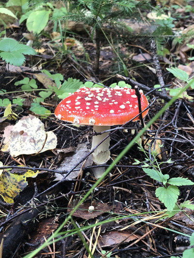 白毒伞，也被称为蝇木耳，在一个森林的地面上