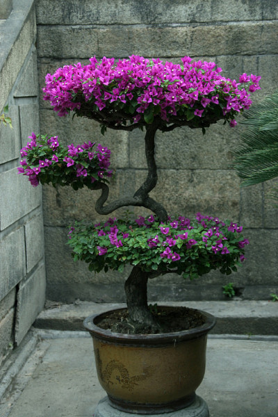 花