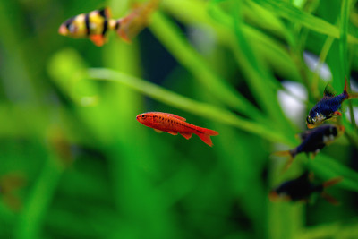在绿色海藻的背景下，樱桃带刺鱼在水族馆里游泳(Puntius titteya)