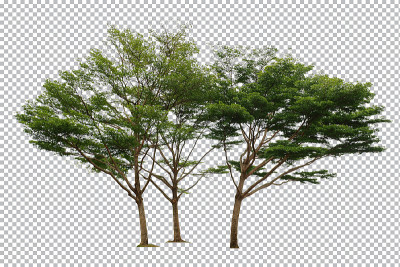 树隔离包括剪切路径