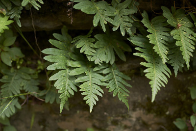 Polypodium vulgare