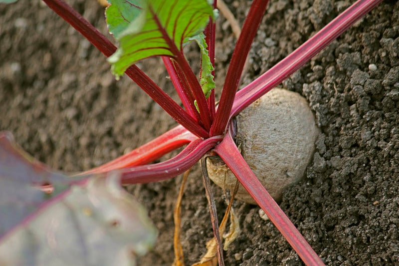 印度马哈拉施特拉邦田间甜菜根