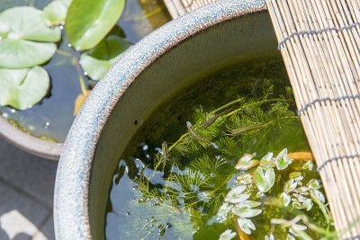 睡莲花盆中的日本稻