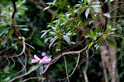 竹荚草