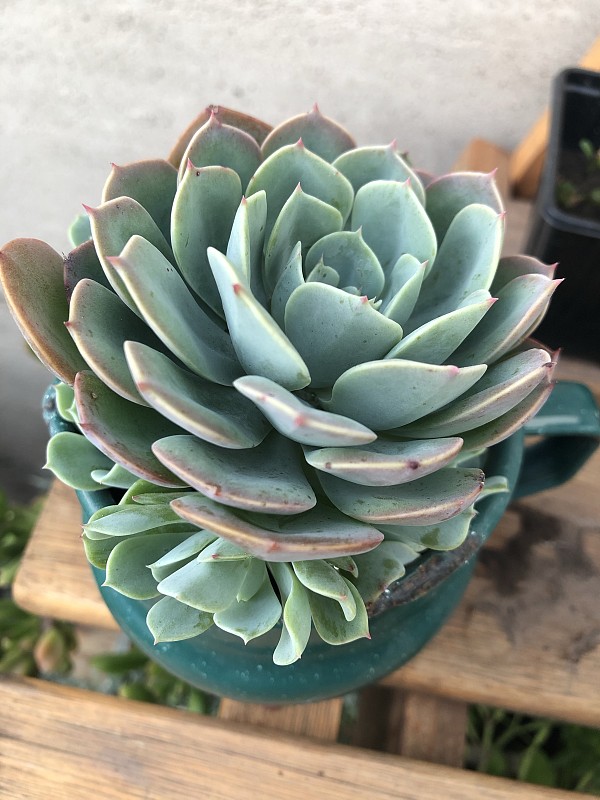 Echeveria