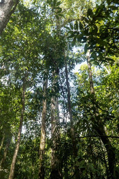 澳大利亚弗雷泽岛的棕榈树