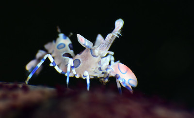色彩斑斓的虾。