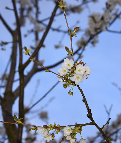 英国北部花园里的日本樱花
