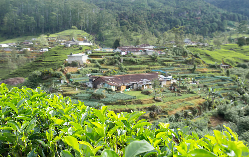 村在茶园乡