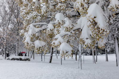 由于2021年1月的菲洛梅娜风暴，马德里的街道和公园被大雪覆盖