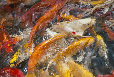 锦鲤