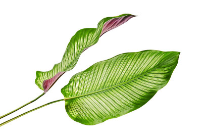 花萼(细条纹的花萼)叶，热带叶孤立在白色的背景上，与修剪路径