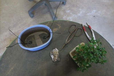 盆景，一个花盆，和一些换盆的工具