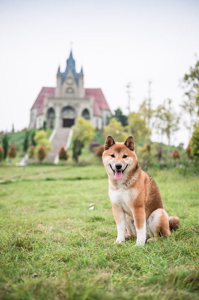 草丛中的柴犬