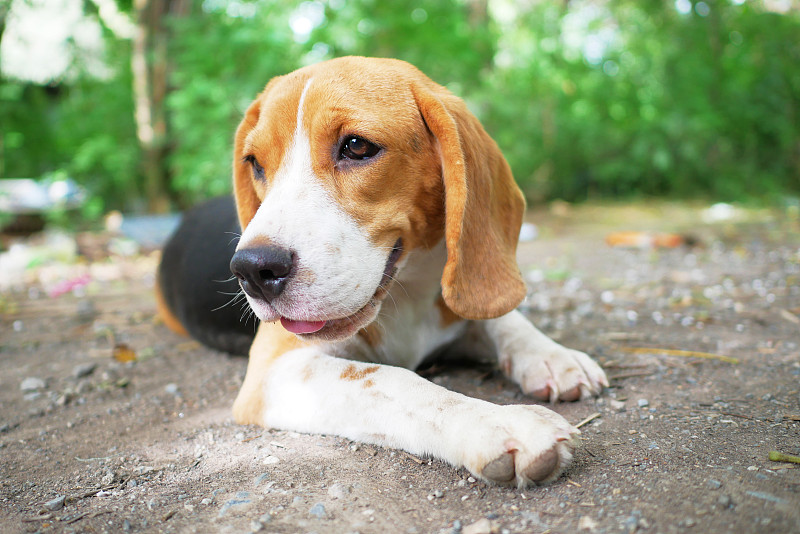 小猎犬在公园户外的大头照。