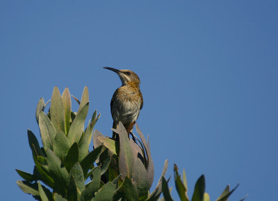 Sugarbird高