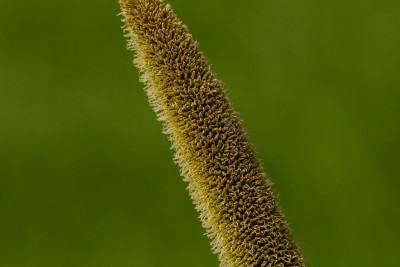 小米