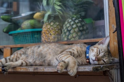 睡觉的猫