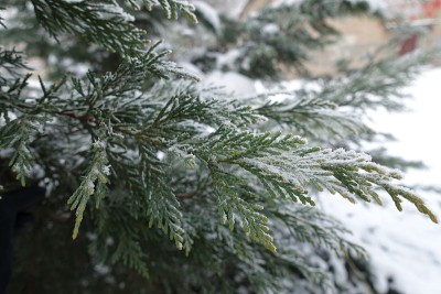 1月中旬黄花楸枝上有白霜