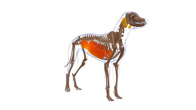 腹外斜肌狗肌解剖医学概念3D