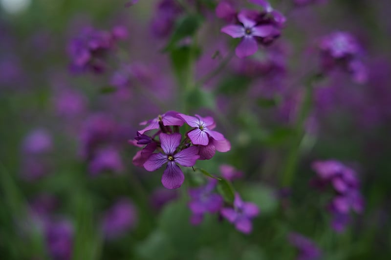 美丽的紫色花月牙花(Lunaria annua)，英文叫“诚实”或“年度诚实”，是一种原产于巴尔干半