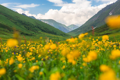 美丽的绿色高山草甸