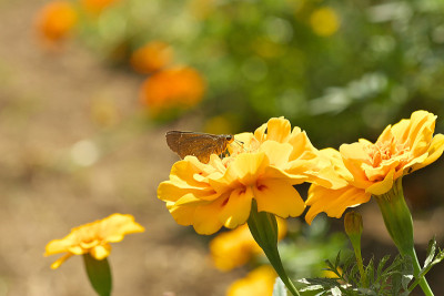 花