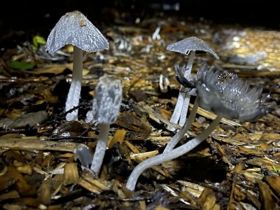 闹鬼的蘑菇草地