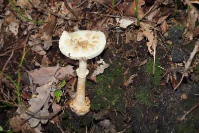有毒Waldpilze
