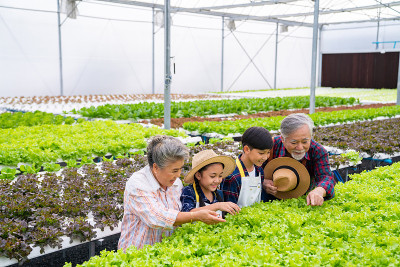 快乐的亚洲家庭祖父母教小孙子在水培花园种植蔬菜。
