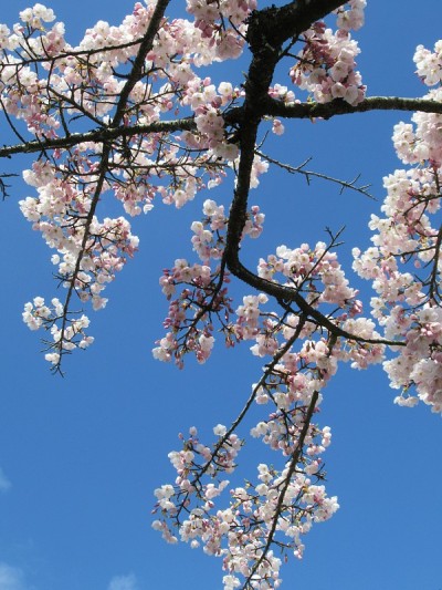 2021年4月，明亮甜美的春日曙竹樱花在蓝天下盛开
