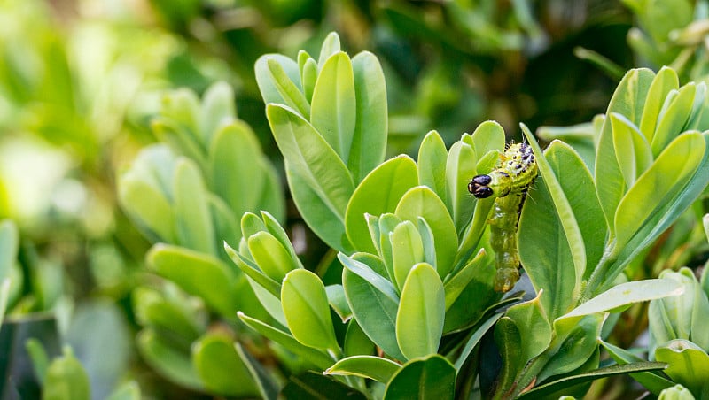 黄杨上黄杨树蛾(Cydalima perspectalis)的毛虫。近距离观察法国叶上的条纹害虫。黄