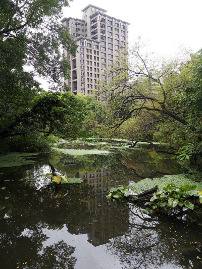 凯斯宾燕鸥，凯斯宾