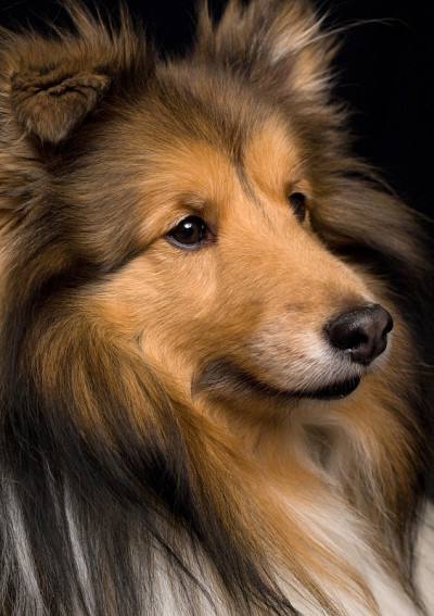 王司徒小