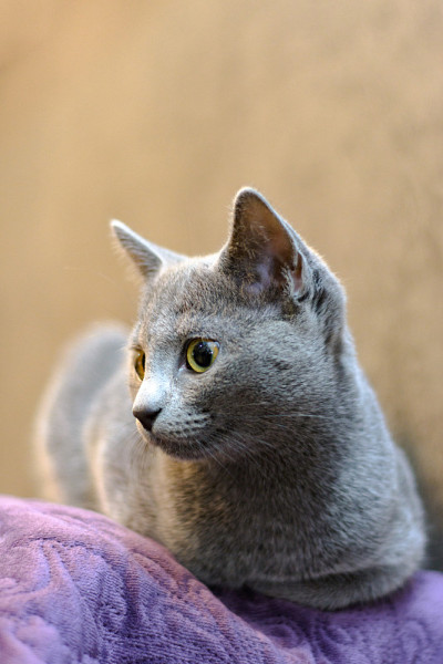 一只俄罗斯蓝猫躺在沙发上