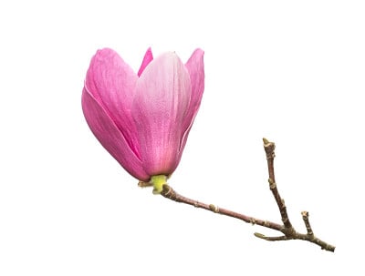 玉兰花