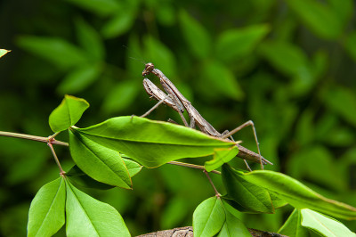 螳螂(Tenodera sinensis) -螳螂枝。在绿色背景上隔离