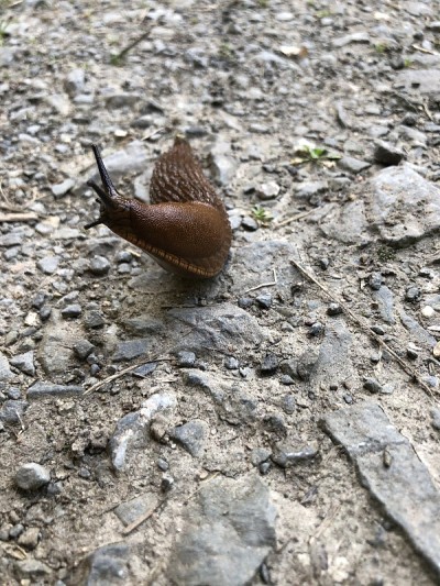 裸鳃动物爬过土路