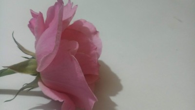 背景/壁纸:粉色玫瑰花