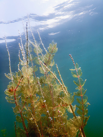 水下淡水植物河流，湖泊，池塘。表面。