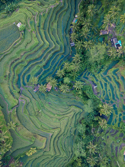 水稻梯田