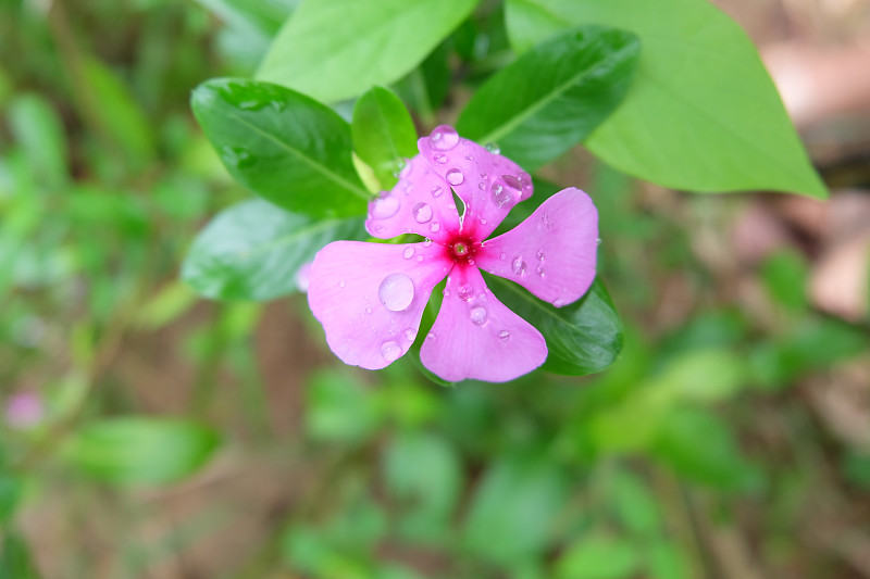 粉红色的长春花雨滴，马达加斯加长春花，在花园里柔焦和模糊的背景，选择性聚焦，近距离拍摄