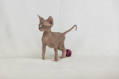 小猫咪斯芬克斯-无毛猫。白色背景上的小猫