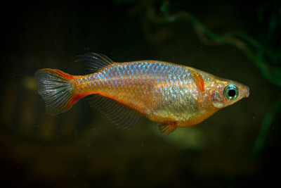 Oryzias woworae